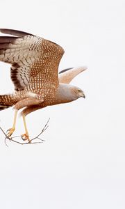 Preview wallpaper spotted harrier, eagle, bird, wildlife, white