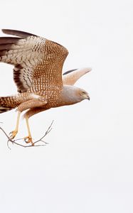 Preview wallpaper spotted harrier, eagle, bird, wildlife, white