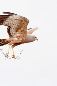 Preview wallpaper spotted harrier, eagle, bird, wildlife, white