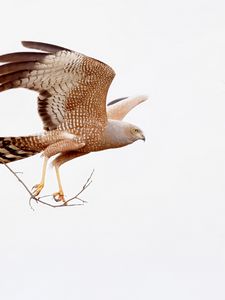 Preview wallpaper spotted harrier, eagle, bird, wildlife, white