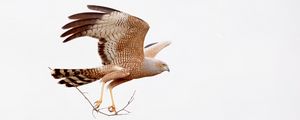 Preview wallpaper spotted harrier, eagle, bird, wildlife, white