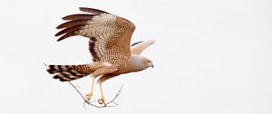 Preview wallpaper spotted harrier, eagle, bird, wildlife, white