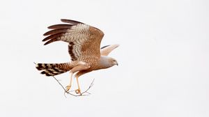 Preview wallpaper spotted harrier, eagle, bird, wildlife, white