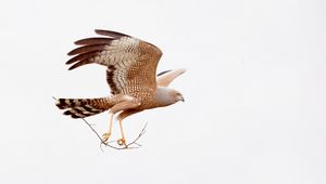 Preview wallpaper spotted harrier, eagle, bird, wildlife, white