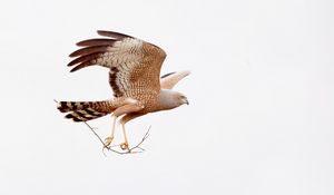 Preview wallpaper spotted harrier, eagle, bird, wildlife, white