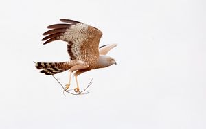 Preview wallpaper spotted harrier, eagle, bird, wildlife, white