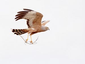 Preview wallpaper spotted harrier, eagle, bird, wildlife, white