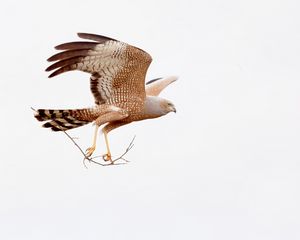 Preview wallpaper spotted harrier, eagle, bird, wildlife, white