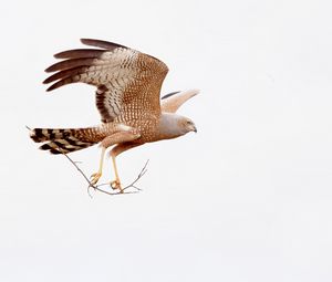 Preview wallpaper spotted harrier, eagle, bird, wildlife, white