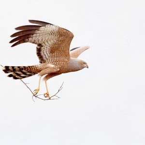 Preview wallpaper spotted harrier, eagle, bird, wildlife, white