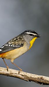 Preview wallpaper spotted pardalote, bird, wildlife