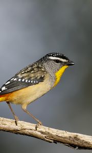 Preview wallpaper spotted pardalote, bird, wildlife