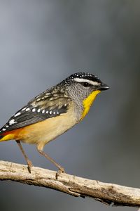 Preview wallpaper spotted pardalote, bird, wildlife