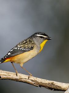 Preview wallpaper spotted pardalote, bird, wildlife