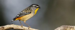 Preview wallpaper spotted pardalote, bird, wildlife