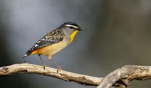 Preview wallpaper spotted pardalote, bird, wildlife