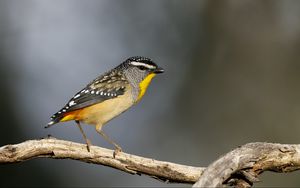 Preview wallpaper spotted pardalote, bird, wildlife