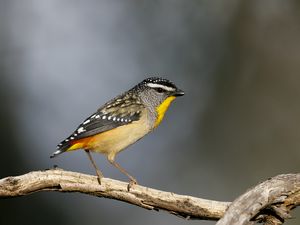 Preview wallpaper spotted pardalote, bird, wildlife