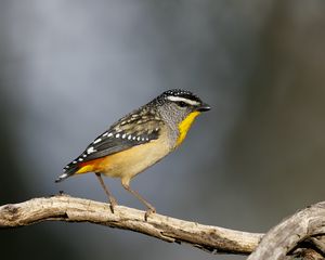 Preview wallpaper spotted pardalote, bird, wildlife
