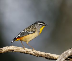 Preview wallpaper spotted pardalote, bird, wildlife