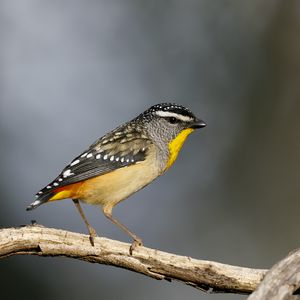 Preview wallpaper spotted pardalote, bird, wildlife