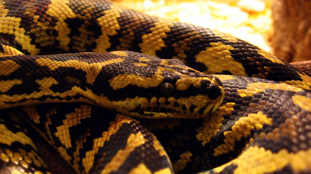 Wallpaper spotted, snake, color, muzzle