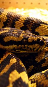 Preview wallpaper spotted, snake, color, muzzle