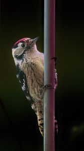 Preview wallpaper spotted woodpecker, bird, wildlife, black background