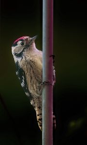 Preview wallpaper spotted woodpecker, bird, wildlife, black background