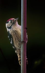 Preview wallpaper spotted woodpecker, bird, wildlife, black background