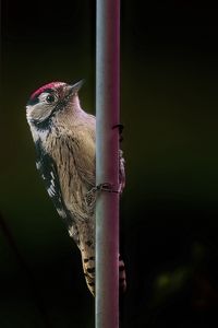 Preview wallpaper spotted woodpecker, bird, wildlife, black background