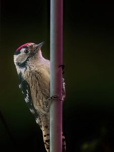 Preview wallpaper spotted woodpecker, bird, wildlife, black background