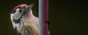 Preview wallpaper spotted woodpecker, bird, wildlife, black background