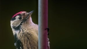 Preview wallpaper spotted woodpecker, bird, wildlife, black background