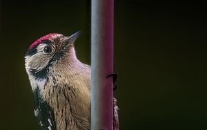 Preview wallpaper spotted woodpecker, bird, wildlife, black background