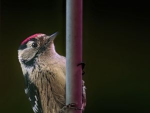 Preview wallpaper spotted woodpecker, bird, wildlife, black background