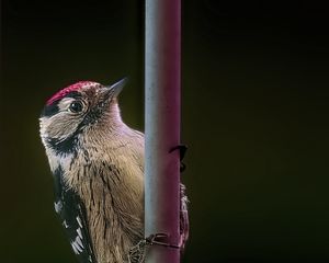 Preview wallpaper spotted woodpecker, bird, wildlife, black background