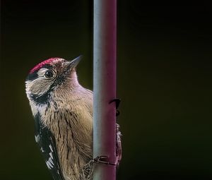 Preview wallpaper spotted woodpecker, bird, wildlife, black background