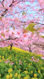 Preview wallpaper spring, bloom, tree, flowers