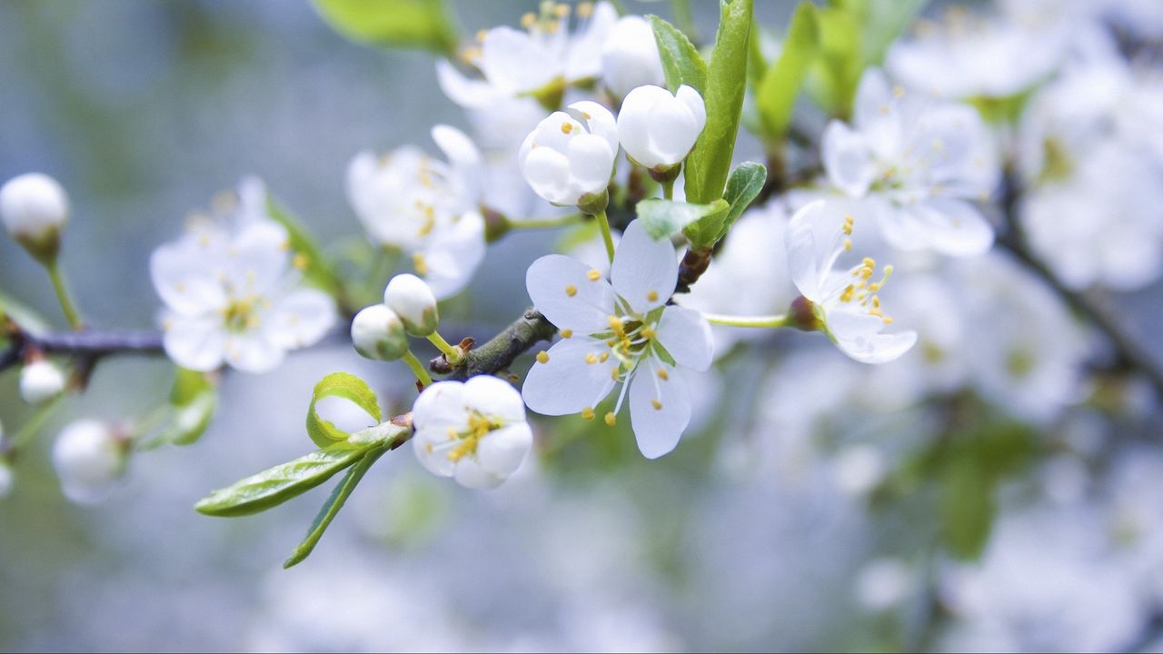 Wallpaper spring, branch, apple, flowering