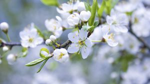 Preview wallpaper spring, branch, apple, flowering