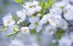 Preview wallpaper spring, branch, apple, flowering