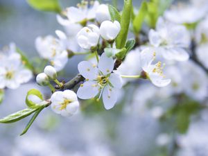 Preview wallpaper spring, branch, apple, flowering