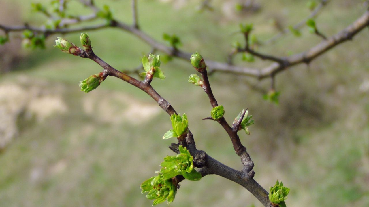 Wallpaper spring, branch, kidneys, leaves, green