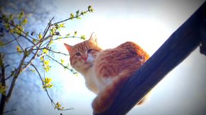 Preview wallpaper spring, cat, animal, nature, morning, sun, mustache