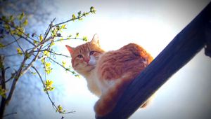 Preview wallpaper spring, cat, animal, nature, morning, sun, mustache