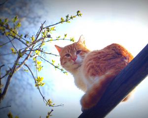 Preview wallpaper spring, cat, animal, nature, morning, sun, mustache