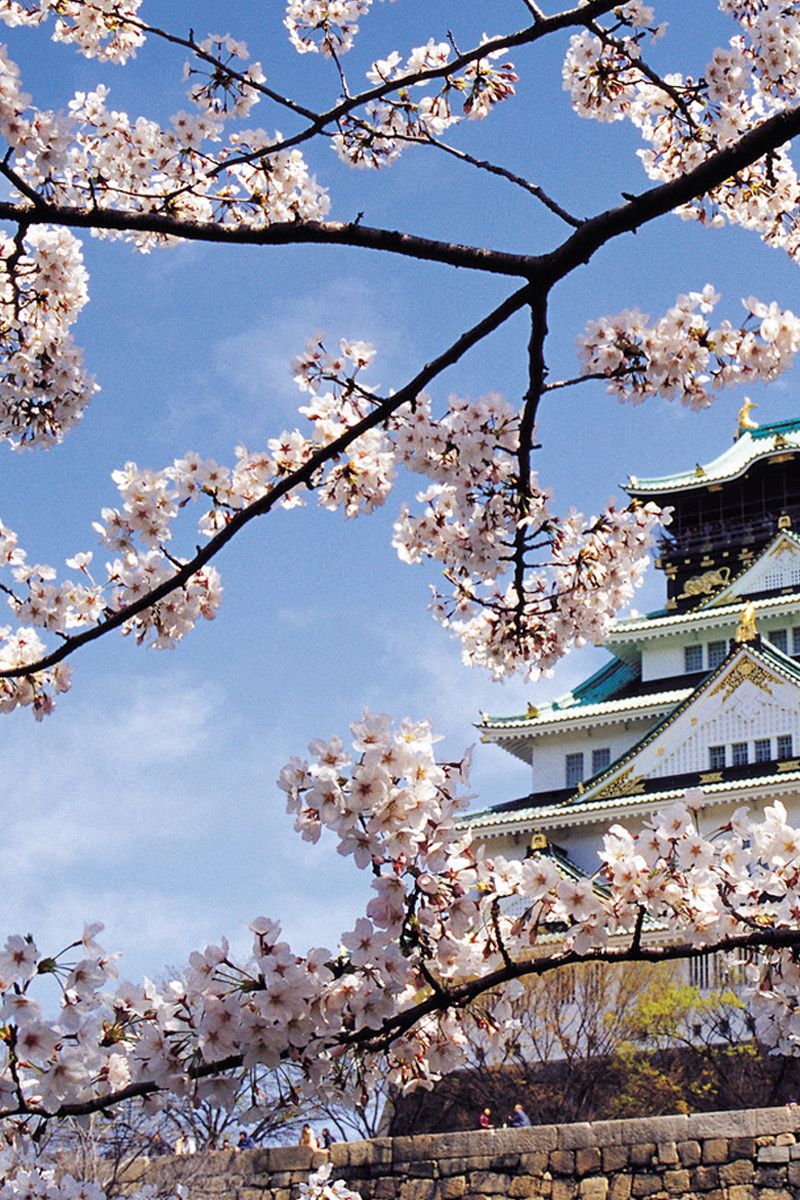 Download Enjoy the Japanese sakura trees under the arch on your iPhone  Wallpaper  Wallpaperscom
