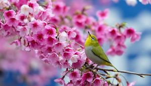 Preview wallpaper spring, cherry, branch, flowers, beauty, japanese white-eye