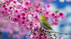 Preview wallpaper spring, cherry, branch, flowers, beauty, japanese white-eye